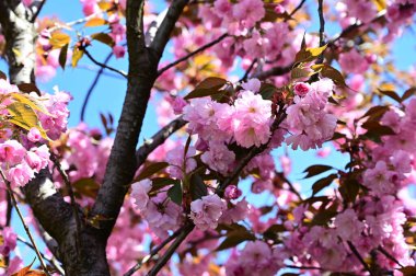 Güzel çiçekli sakura ağacı, yakın plan, bahar konsepti.  