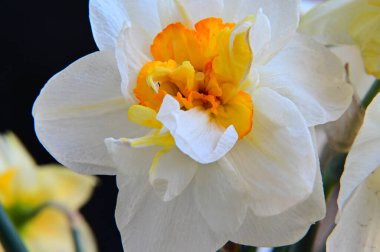 Güzel bir çiçeğin yakın plan çekimi.