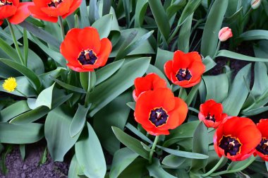 Güzel lale çiçekleri yazın güneşli bir günde bahçede yetişir. 