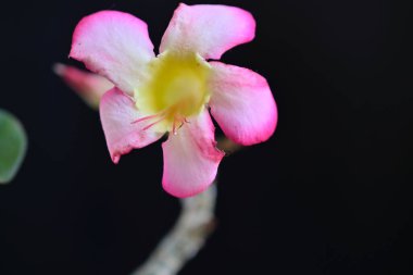 Koyu arkaplanda güzel çiçekler, yaz konsepti, yakın manzara  