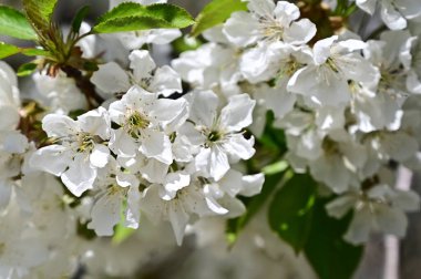 Beyaz çiçekli elma ağacı, yakın plan, bahar konsepti.  