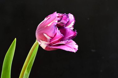 Koyu arkaplanda güzel lale, yaz konsepti, yakın manzara  