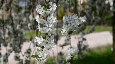 Beyaz güzel çiçekli elma ağacı dalları, yakın plan, bahar konsepti.  