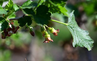 Bektaşi üzümü çalısı, yakın görüş, yaz konsepti 