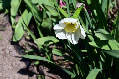 Güzel bir çiçeğin yakın plan çekimi.