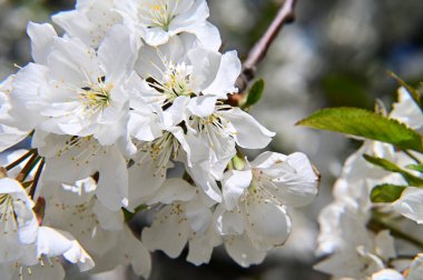 Beyaz çiçekli elma ağacı, yakın plan, bahar konsepti.  