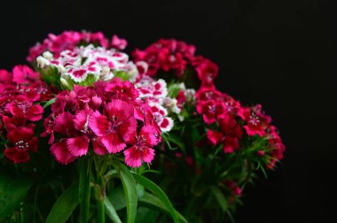 Koyu arkaplanda güzel çiçekler, yaz konsepti, yakın manzara  