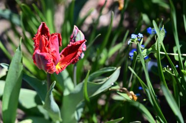 Güzel lale çiçekleri yazın güneşli bir günde bahçede yetişir. 