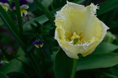 Güneşli yaz gününde bahçede büyüyen güzel lale çiçekleri. 