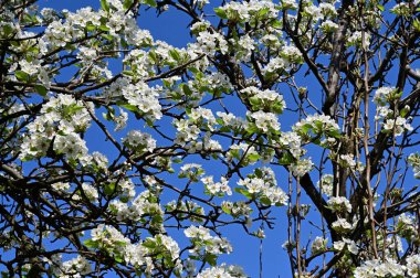 Beyaz çiçekli elma ağacı, yakın plan, bahar konsepti.  