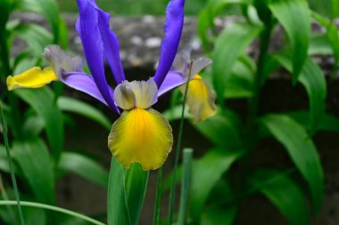 Güneşli yaz gününde bahçede yetişen güzel çiçekler. 