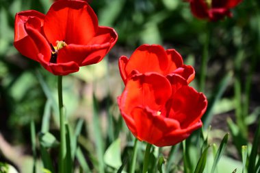 Güzel lale çiçekleri yazın güneşli bir günde bahçede yetişir. 