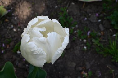 Güneşli yaz gününde bahçede büyüyen güzel lale çiçekleri. 