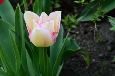Güneşli yaz gününde bahçede büyüyen güzel lale çiçekleri. 