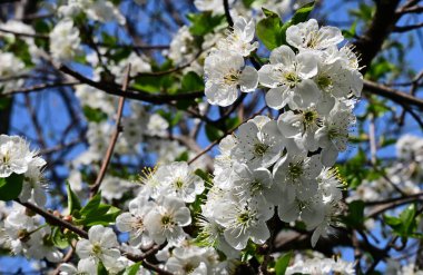Beyaz çiçekli elma ağacı, yakın plan, bahar konsepti.  