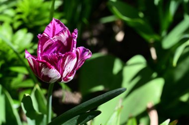 Güneşli yaz gününde bahçede büyüyen güzel lale çiçekleri. 