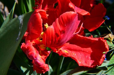 Güzel lale çiçekleri yazın güneşli bir günde bahçede yetişir. 