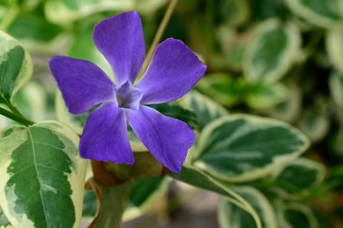 Güneşli yaz gününde bahçede yetişen güzel çiçekler. 