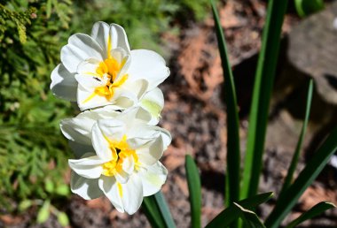 Güzel bir çiçeğin yakın plan çekimi.