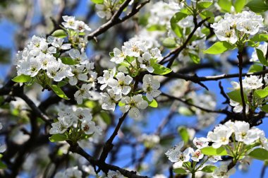 Beyaz çiçekli elma ağacı, yakın plan, bahar konsepti.  