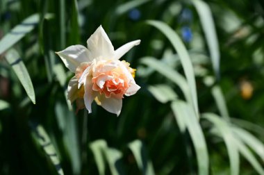 Güzel bir çiçeğin yakın plan çekimi.