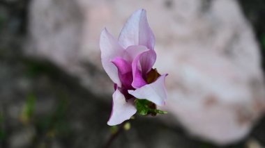 Güneşli yaz gününde bahçede yetişen güzel çiçekler. 