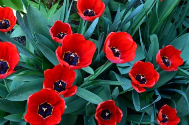 Güzel lale çiçekleri yazın güneşli bir günde bahçede yetişir. 