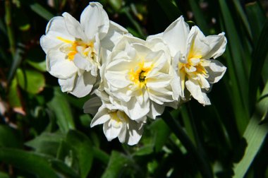 Güneşli yaz gününde bahçede yetişen güzel çiçekler. 