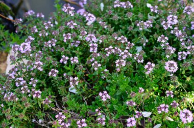 Güneşli yaz gününde bahçede yetişen güzel çiçekler. 
