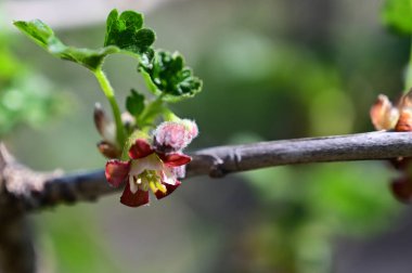 Bektaşi üzümü çalısı, yakın görüş, yaz konsepti 