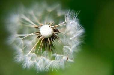 Güneşli yaz gününde bahçede yetişen güzel çiçekler. 