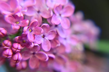 Güneşli yaz gününde bahçede yetişen güzel çiçekler. 