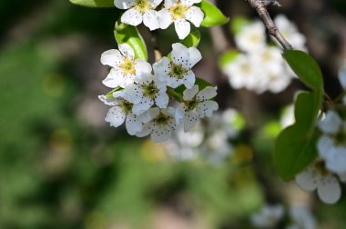 Beyaz çiçekli elma ağacı, yakın plan, bahar konsepti.  