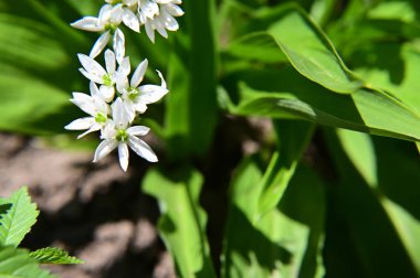 Güneşli yaz gününde bahçede yetişen güzel çiçekler. 