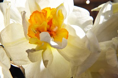 Güzel bir çiçeğin yakın plan çekimi.