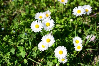 Güneşli yaz gününde bahçede yetişen güzel çiçekler. 