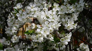 Beyaz güzel çiçekli elma ağacı dalları, yakın plan, bahar konsepti.  