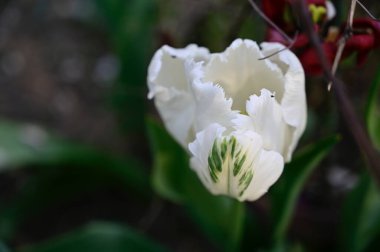 Güneşli yaz gününde bahçede büyüyen güzel lale çiçekleri. 