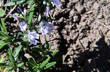 Güneşli yaz gününde bahçede yetişen güzel çiçekler. 