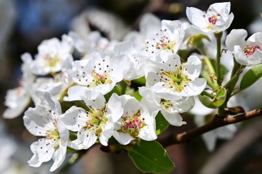 Beyaz çiçekli elma ağacı, yakın plan, bahar konsepti.  