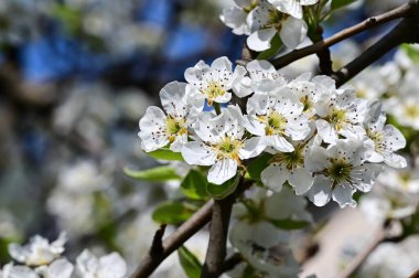 Beyaz çiçekli elma ağacı, yakın plan, bahar konsepti.  