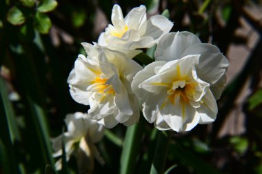 Güneşli yaz gününde bahçede yetişen güzel çiçekler. 