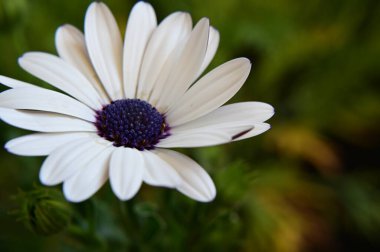 Güneşli yaz gününde bahçede yetişen güzel çiçekler. 