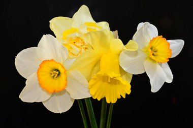 Koyu arkaplanda güzel çiçekler, yaz konsepti, yakın manzara  