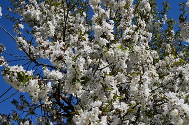 Beyaz çiçekli elma ağacı, yakın plan, bahar konsepti.  