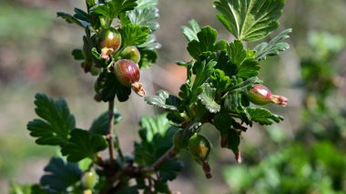 Bektaşi üzümlü çalı, yakın görüş, yaz konsepti 