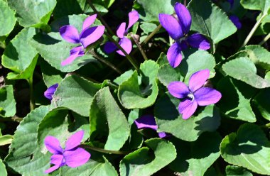 Güneşli yaz gününde bahçede yetişen güzel çiçekler. 