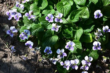 Güneşli yaz gününde bahçede yetişen güzel çiçekler. 
