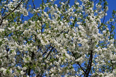 Beyaz çiçekli elma ağacı, yakın plan, bahar konsepti.  