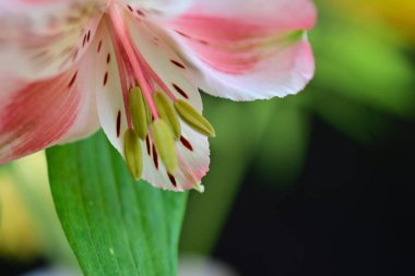 Güneşli yaz gününde bahçede yetişen güzel çiçekler. 